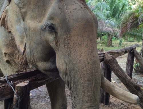 Khao Sok Elephant Retirement Sanctuary