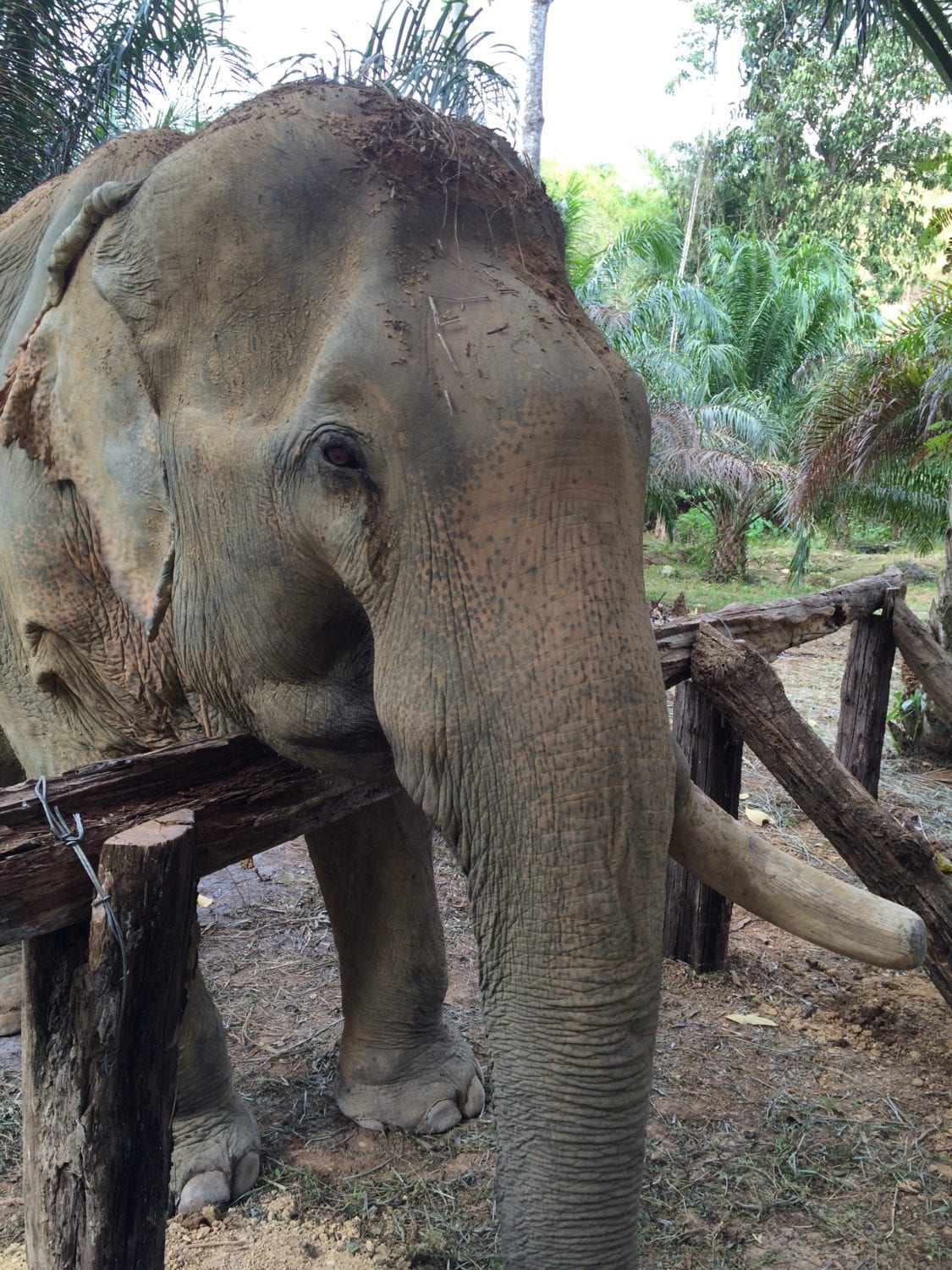 Khao Sok elephant Experience