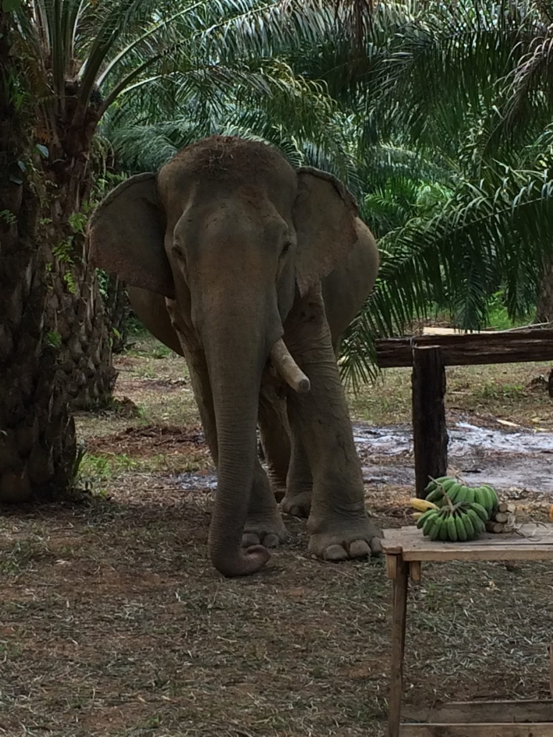Khao Sok elephant retirement
