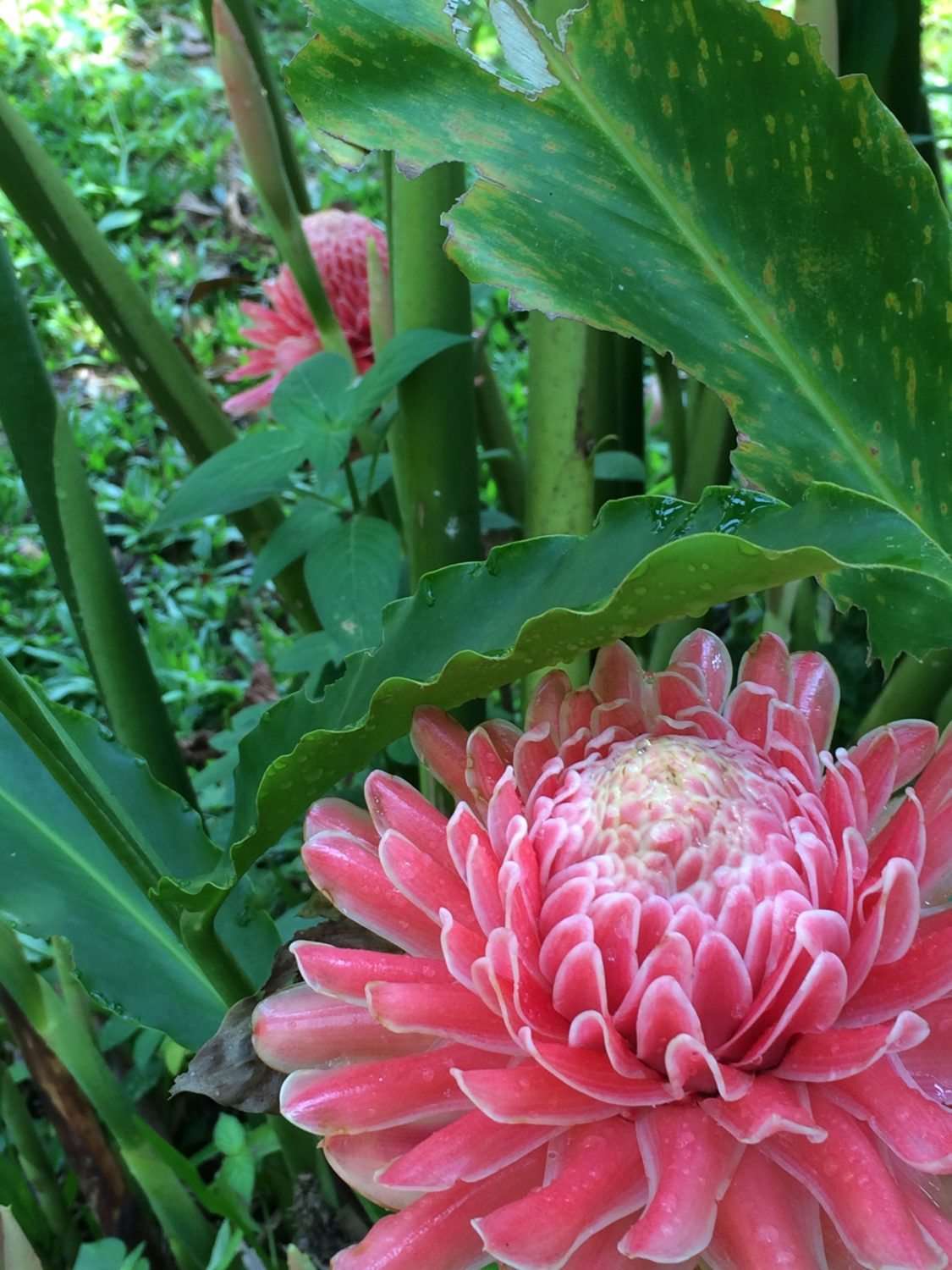 Thai dry season flowers