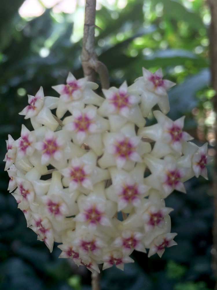A Thai dry season bloom: Hoya