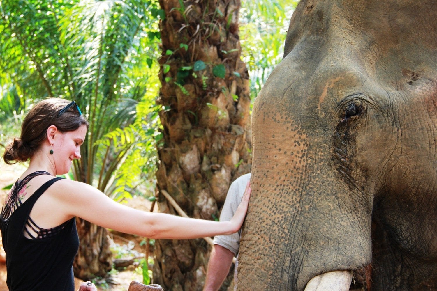 Elephant Retirement at Khao Sok Thailand