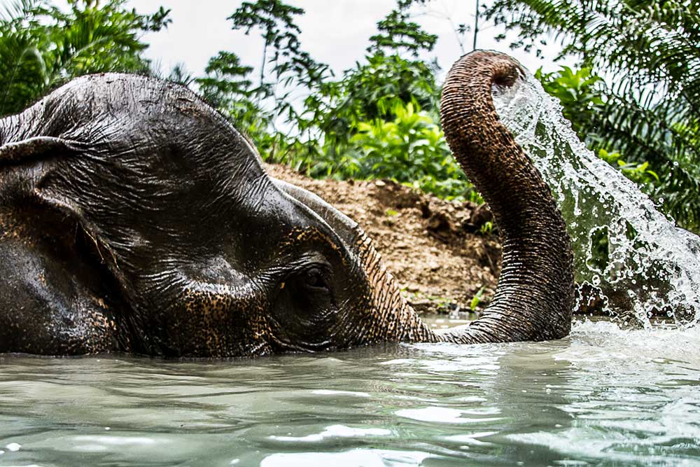 Khao Sok Thailand Elephant Bathing