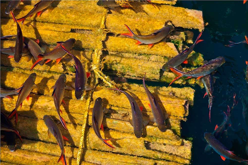 Colorful fish