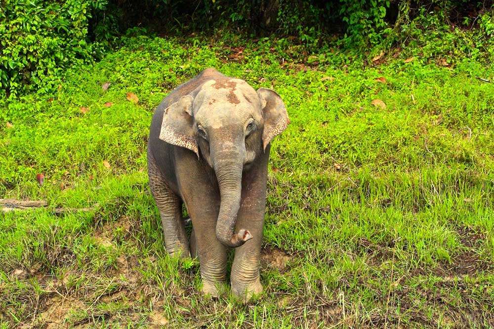Wild Elephant