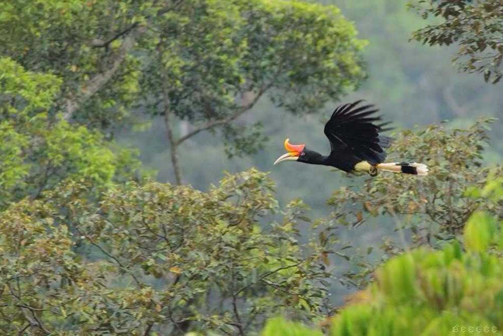 Rhinoceros Hornbill - spotted on our Khao Sok lake Tours