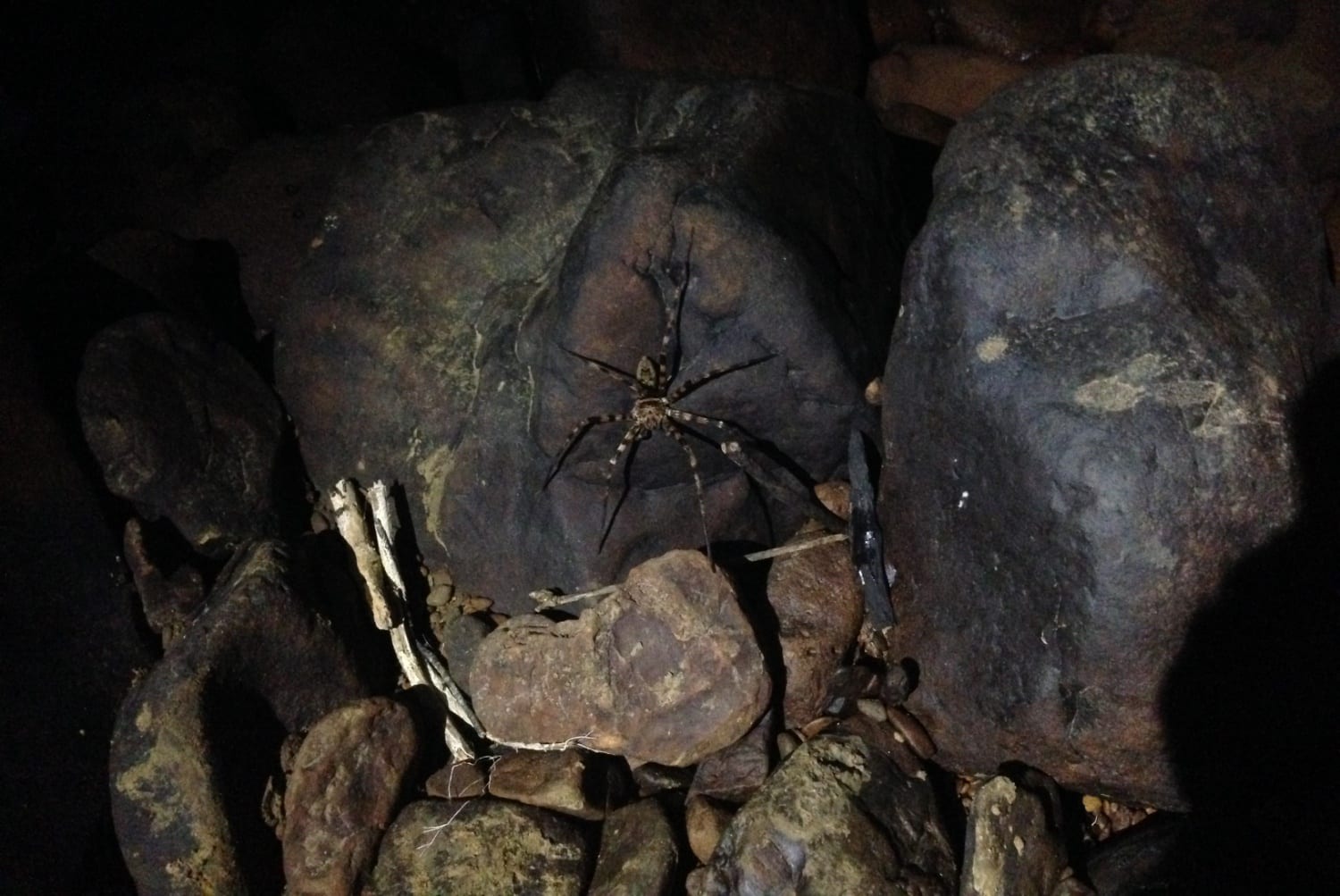 A beautiful, harmless, cave spider roaming in Khao Sok park