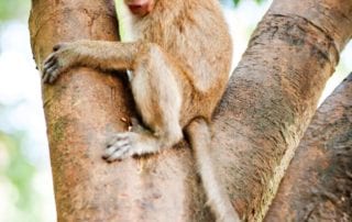 Khao Sok Wildlife Long-Tail Macaque