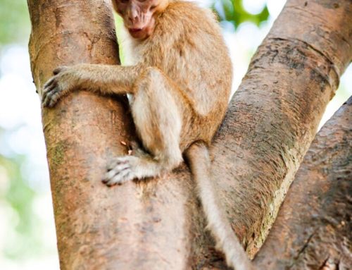Khao Sok wildlife: A guide to the critters of the Riverside Cottages