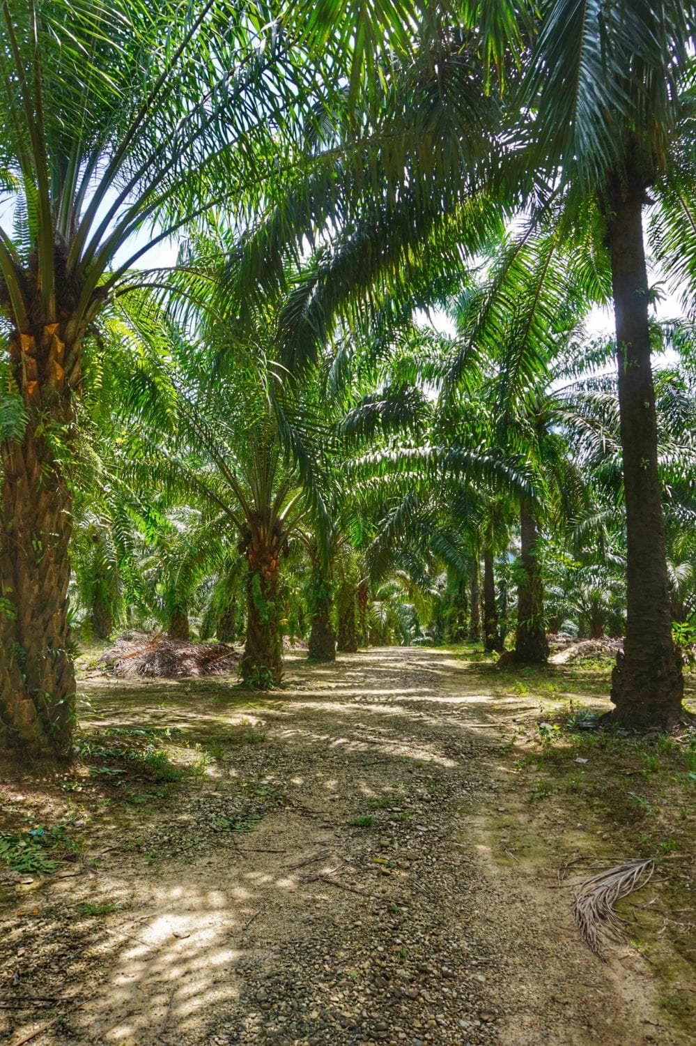 Khao Sok nature trail palm orchard