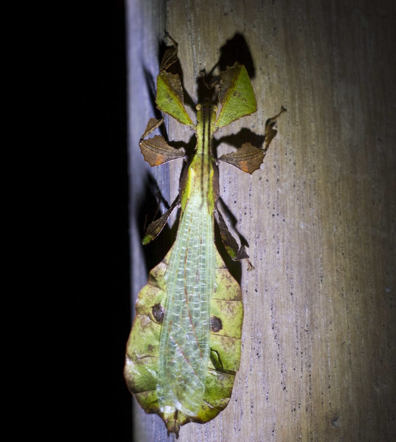 Khao Sok Night Safari leaf insect
