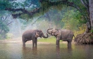 Asian elephant - enjoy the Khao Sok national park elephant
