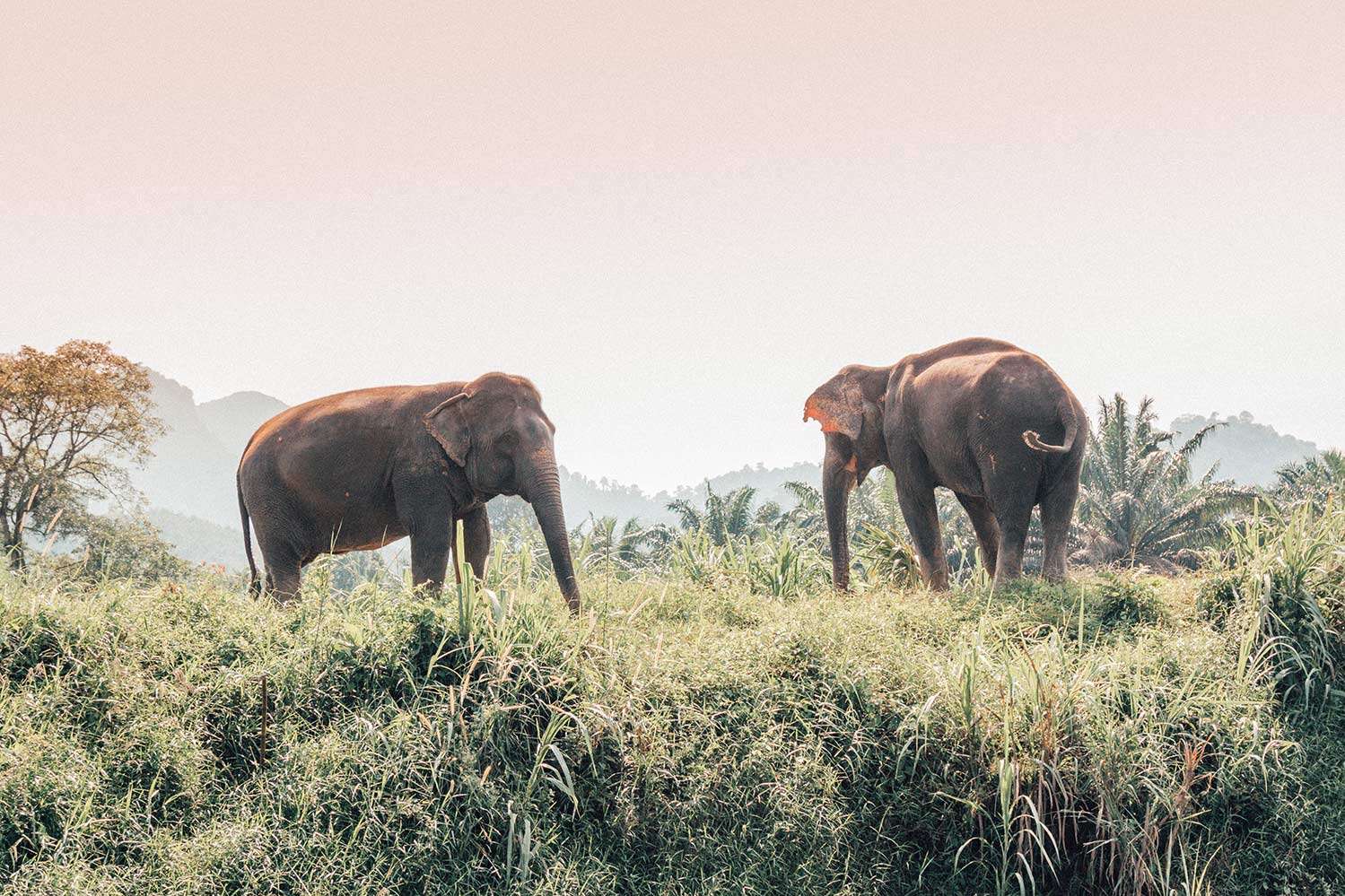 Thailand Elephants Thailand Elephants