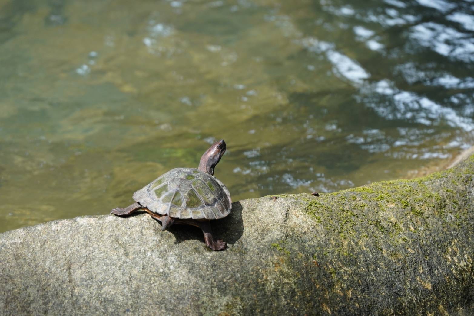 A turtle in Khao Sok nationalpark
