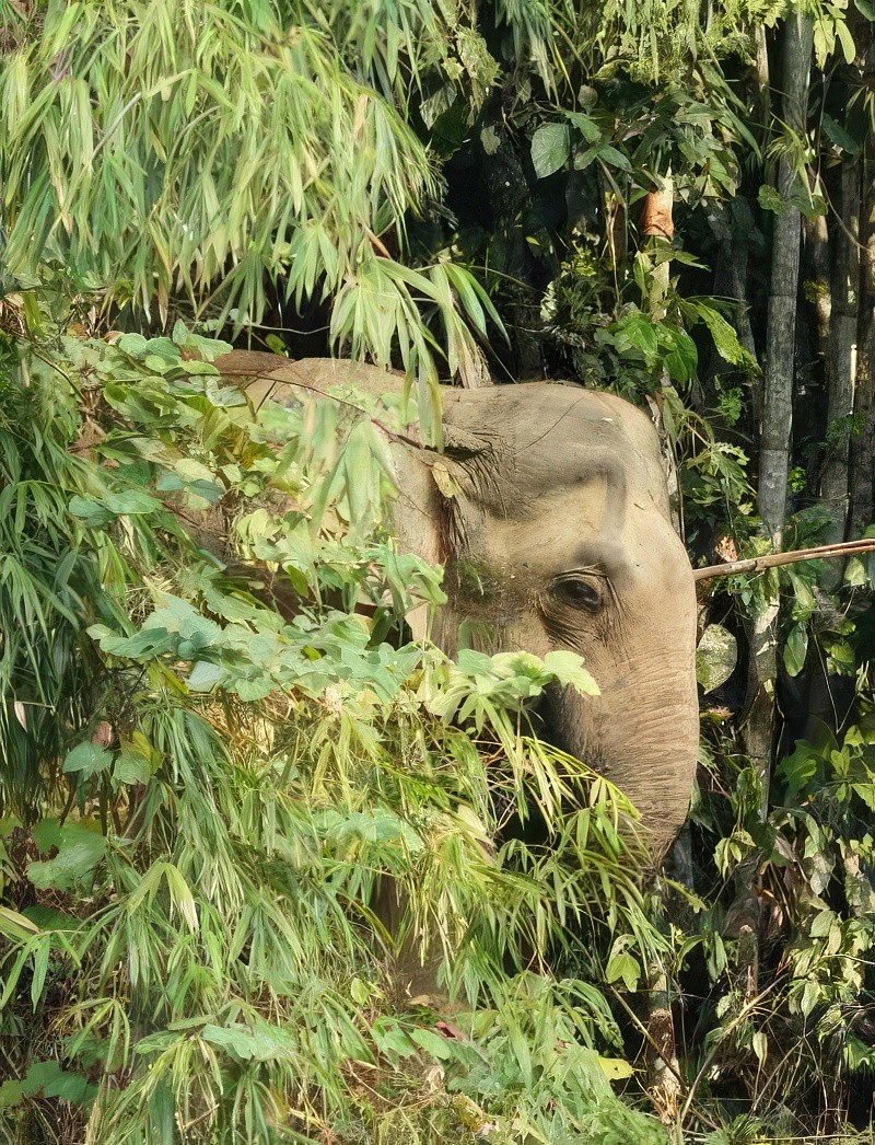 A wild elephant in the jungle