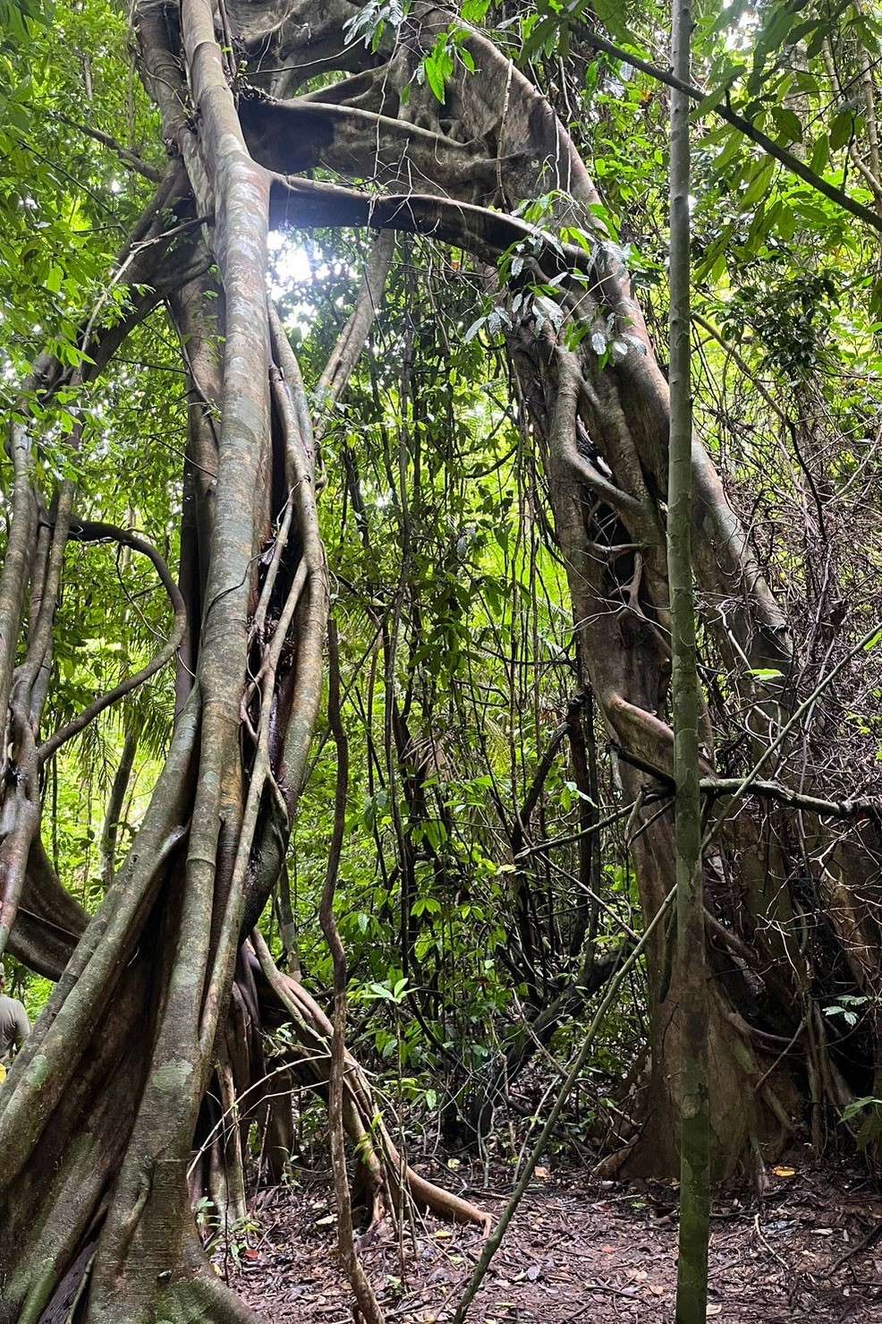 Khao Sok cave - hike to Tam Gaew