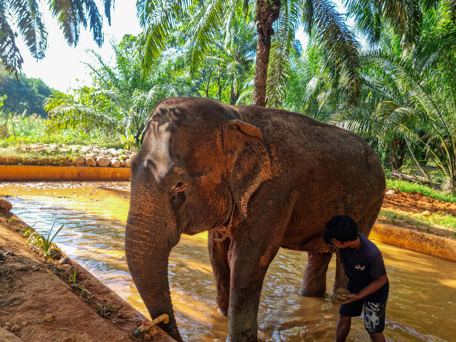Mahout washing his elephant in Khao Sok, Thailand