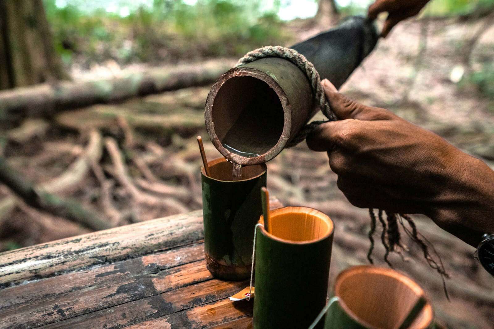 Jungle drinks Jungle drinks