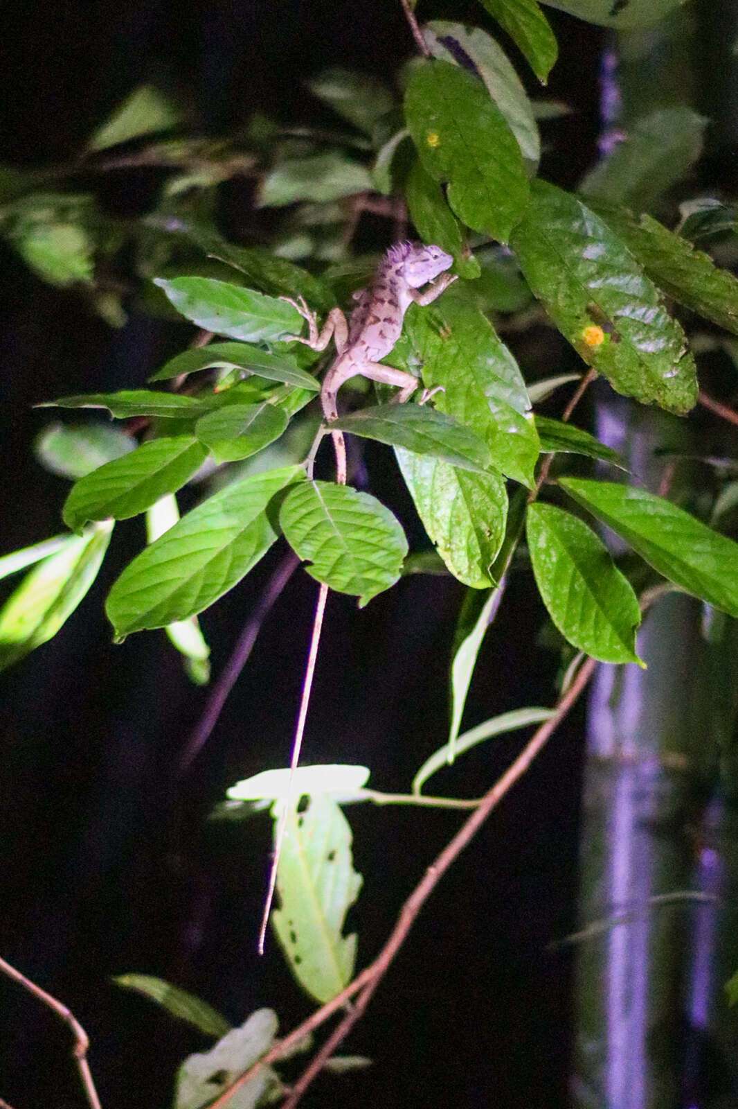 Khap Sok night safari