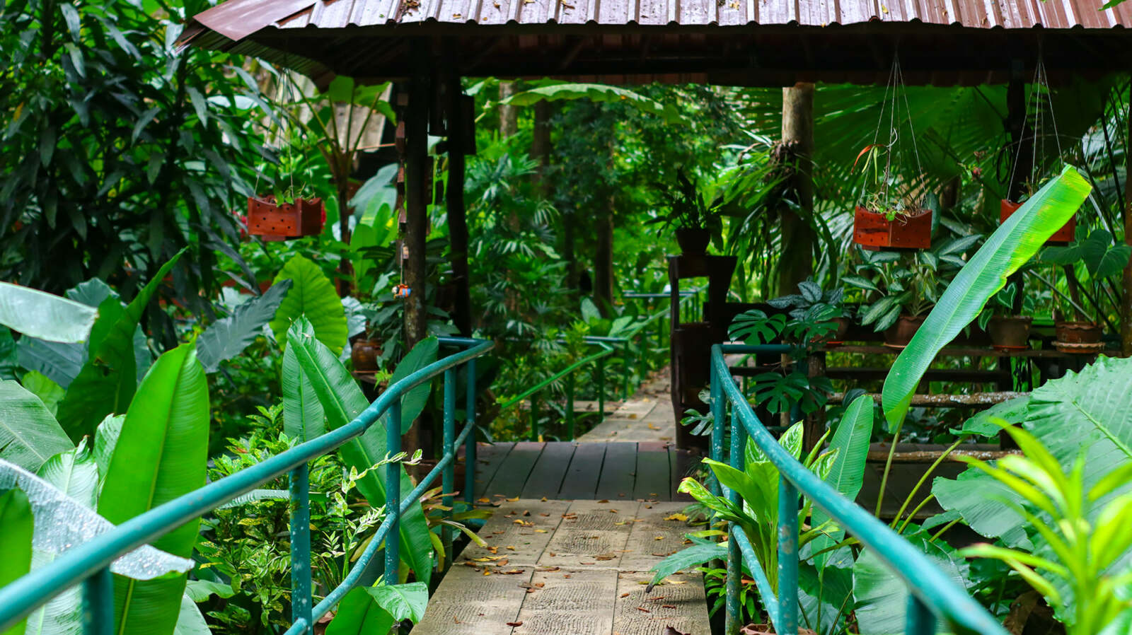 Khao Sok Riverside Cottages - jungle paths