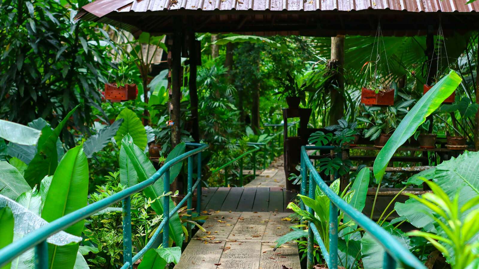 Riverside Cottages - jungle paths