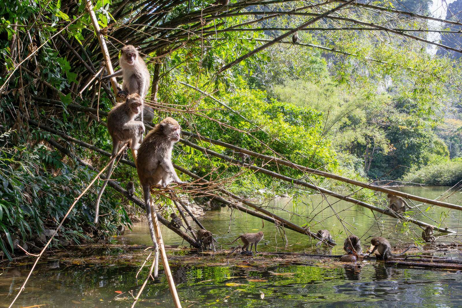 Monkeys enjoying the River Sok Monkeys enjoying the River Sok
