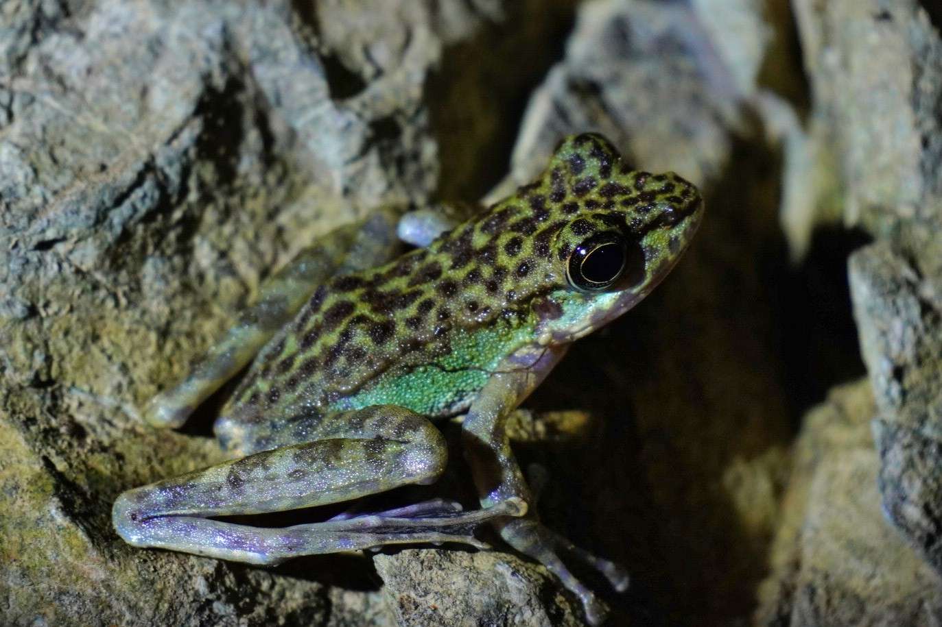 Frog at night Frog at night