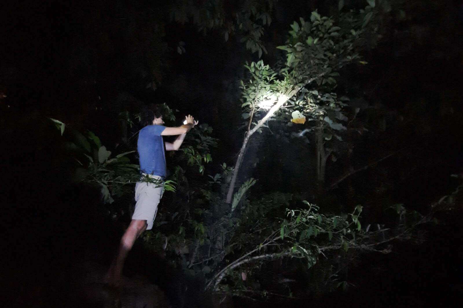Night safari Night safari