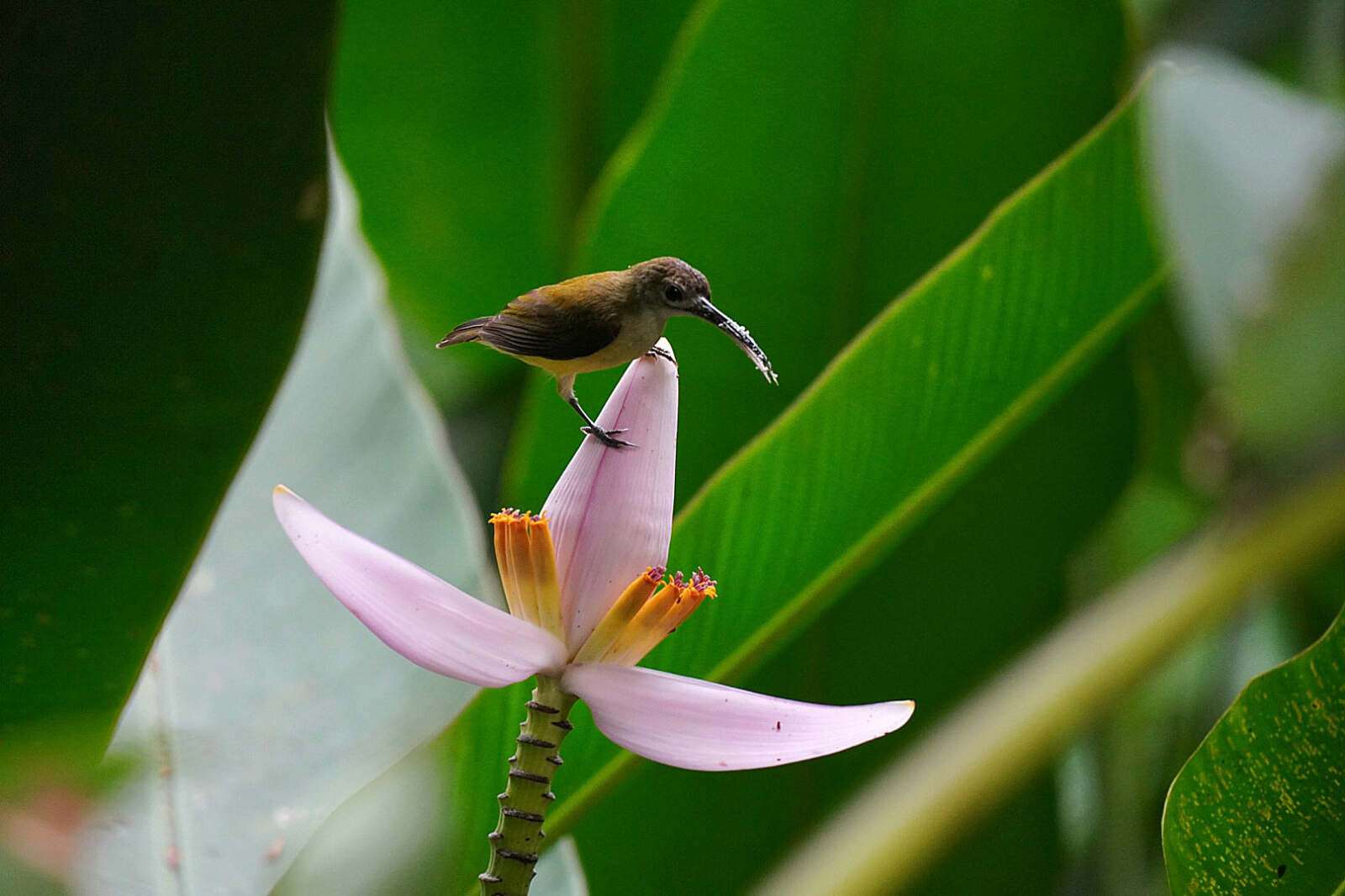 Riverside Cottages Nature Trail – Banana flower with bird Riverside Cottages Nature Trail - Banana flower with bird