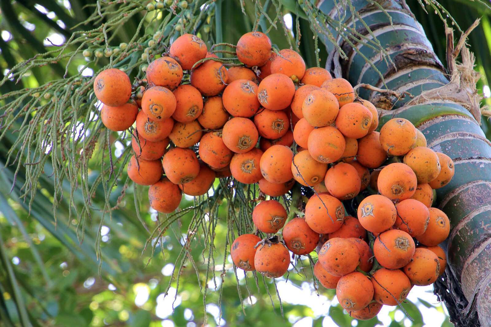 Riverside Cottages Nature Trail – Betel Nut Palm nuts Riverside Cottages Nature Trail - Betel Nut Palm nuts