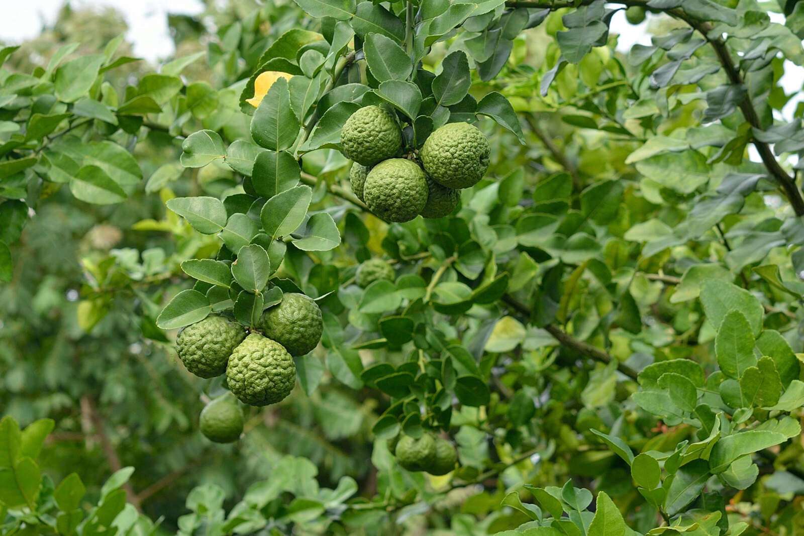 Kaffir Lime Kaffir Lime