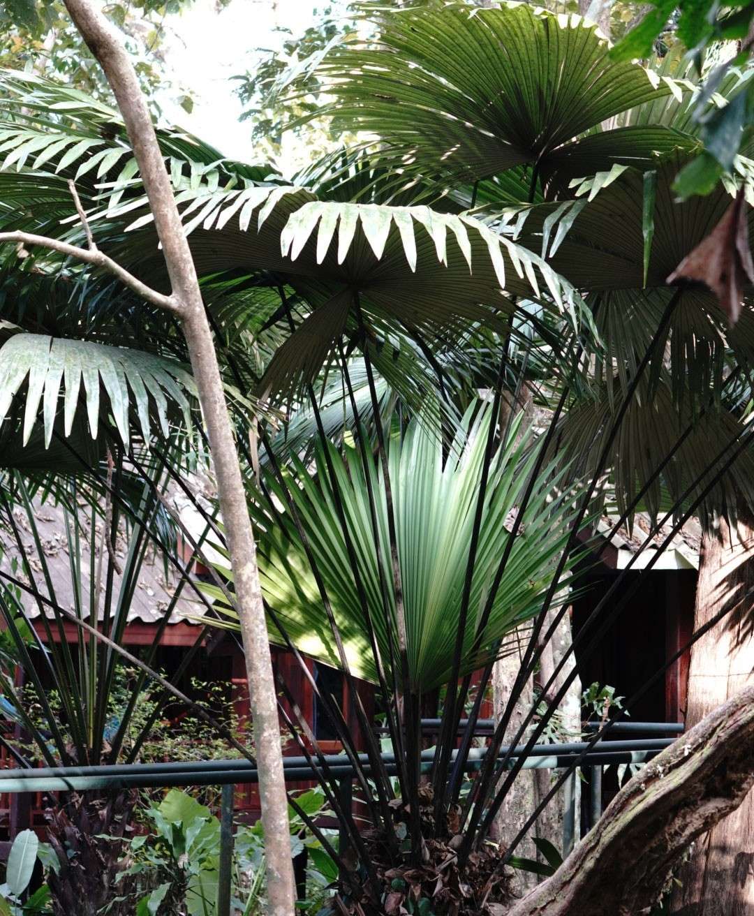Riverside Cottages Nature Trail – White Backed Palm Riverside Cottages Nature Trail - White Backed Palm