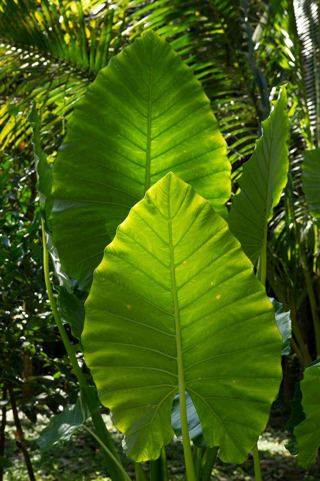 Riverside Cottages Nature Trail – Alocasia or Elephant Ear Plants Riverside Cottages Nature Trail - Alocasia or Elephant Ear Plants