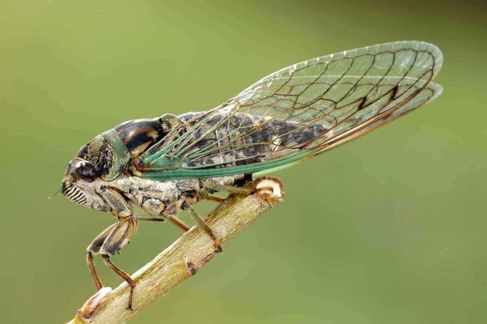 Cicada Cicada