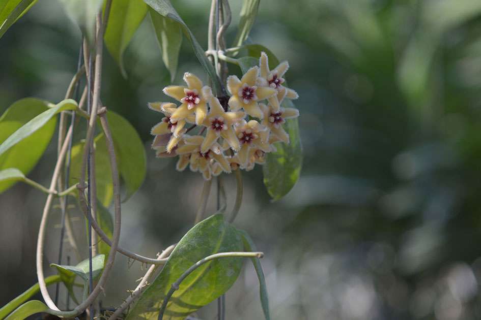 Hoya Hoya