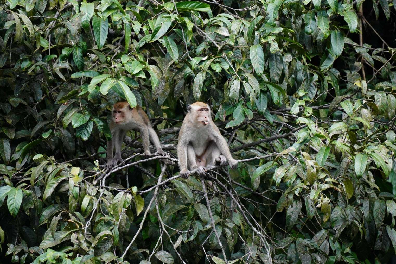 Monkeys Monkeys