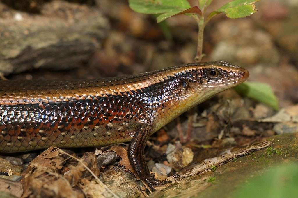 Skink Skink
