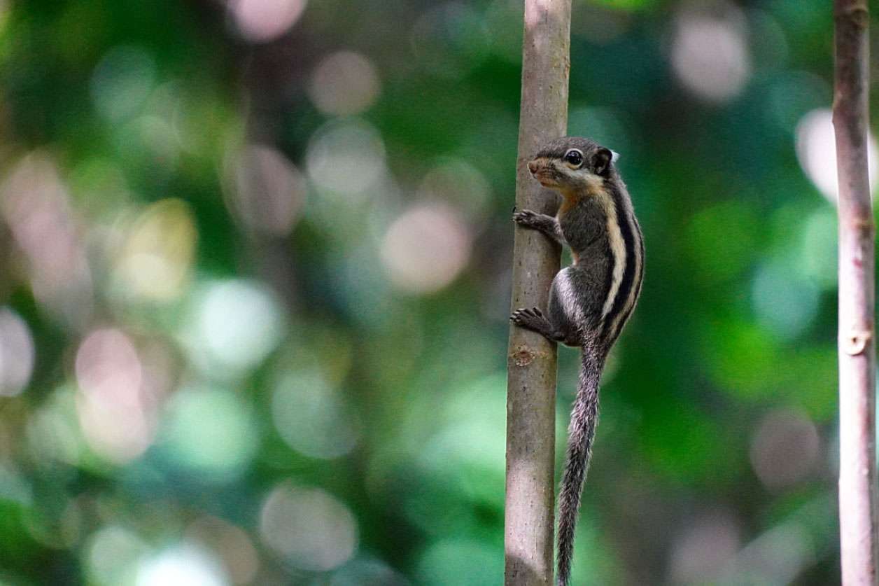 Squirrel Squirrel