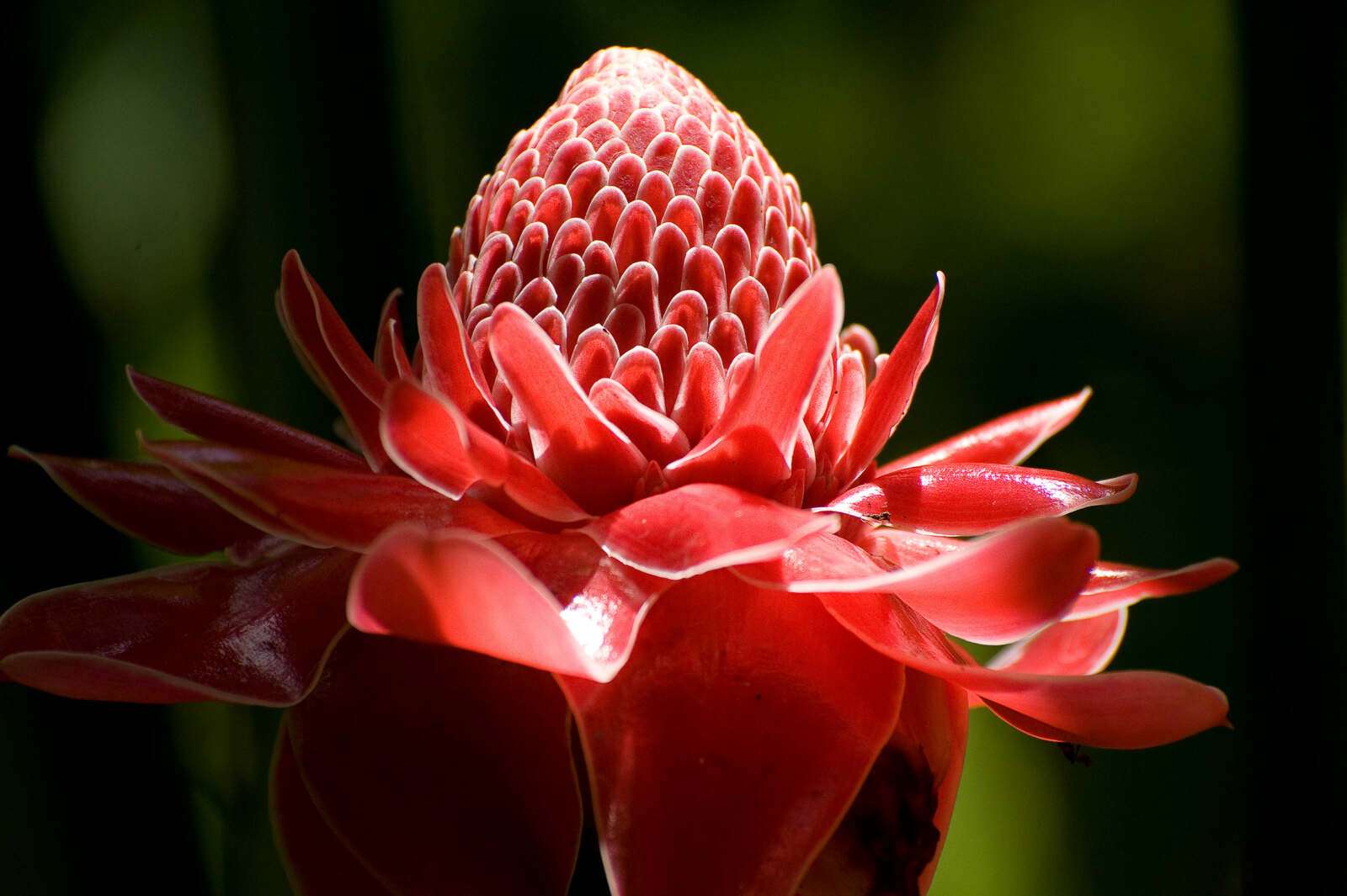 Riverside Cottages Nature Trail- Torch Ginger Riverside Cottages Nature Trail - Torch Ginger