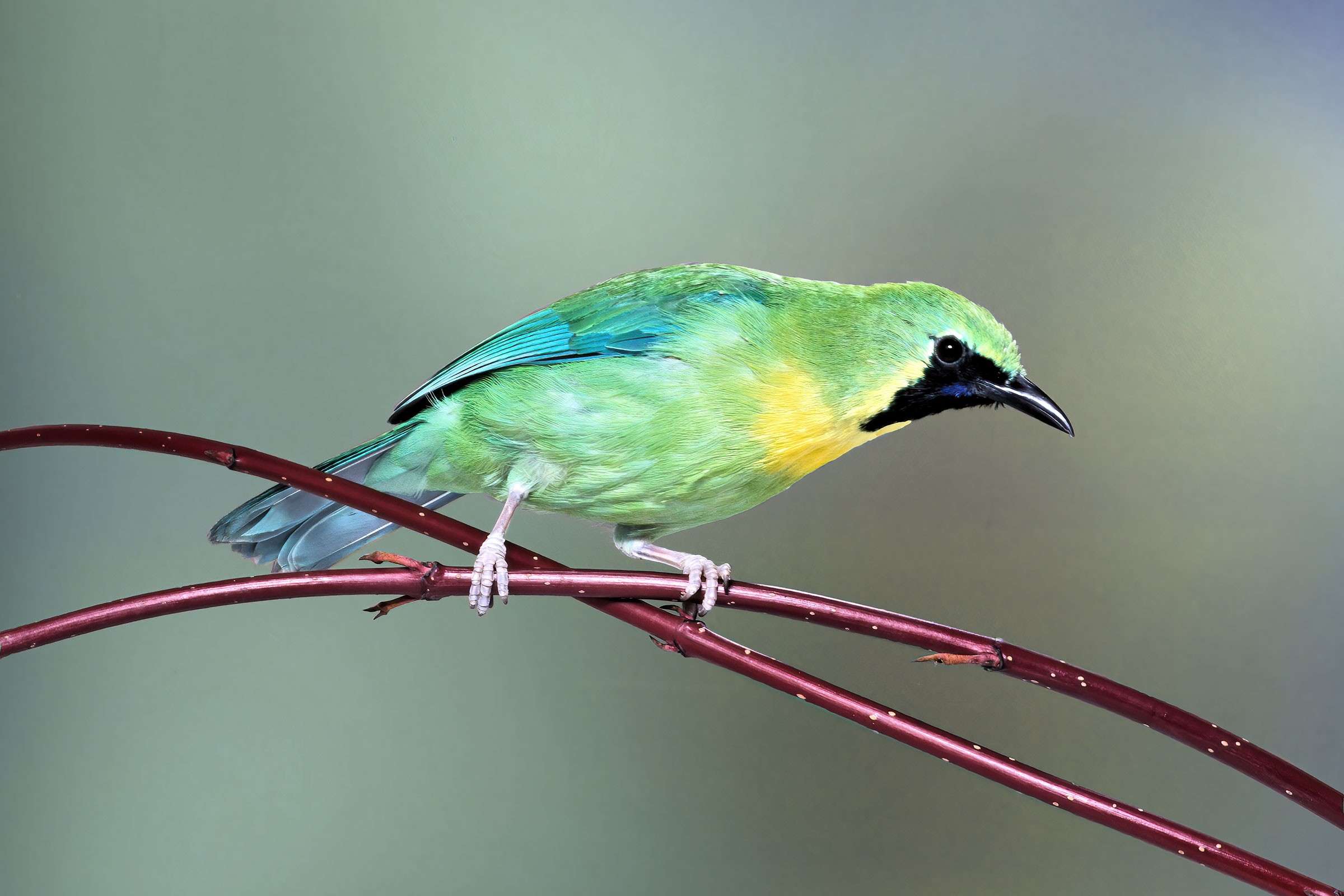 Blue-winged Leafbird - Chloropsi moluccensis