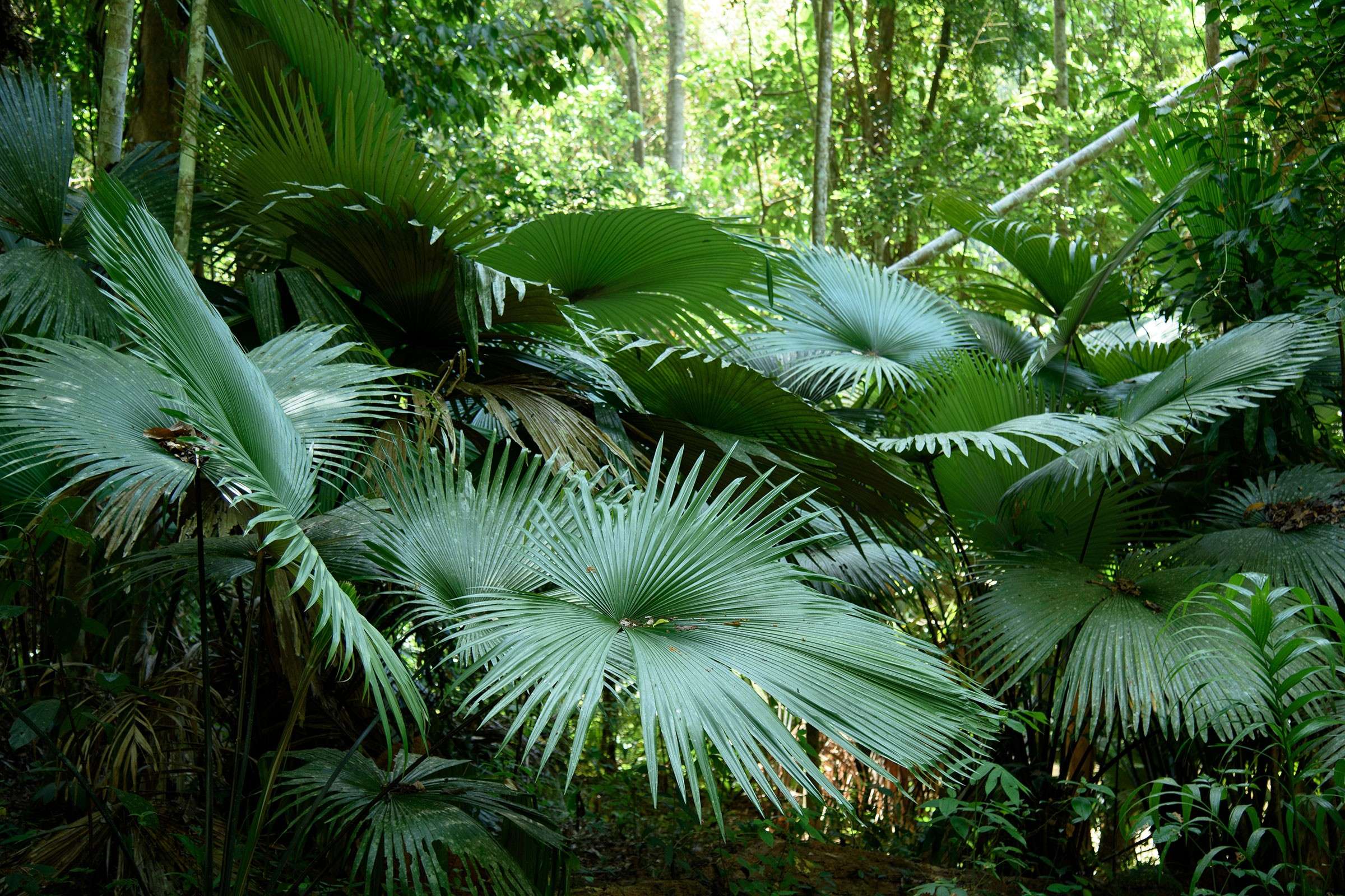 White Backed Palm (Kerriodoxa elegans)