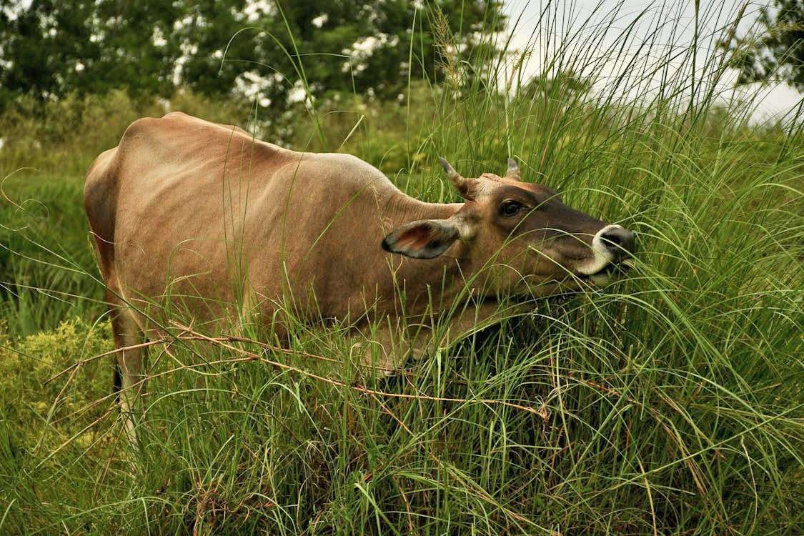 Endangered animals - Banteng (Bos javanicus)
