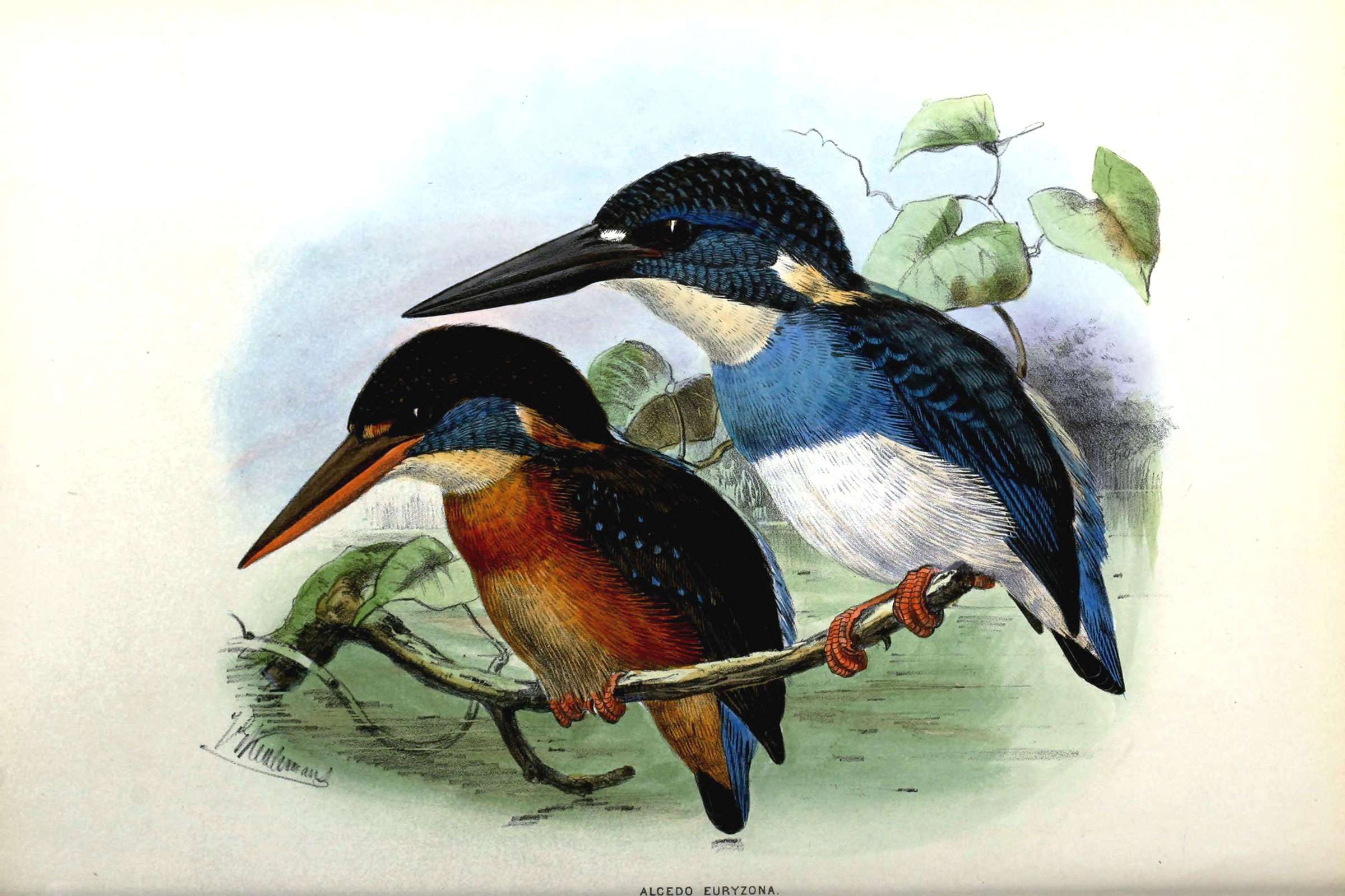 Javan Blue-Banded Kingfisher (Alcedo euryzona)
