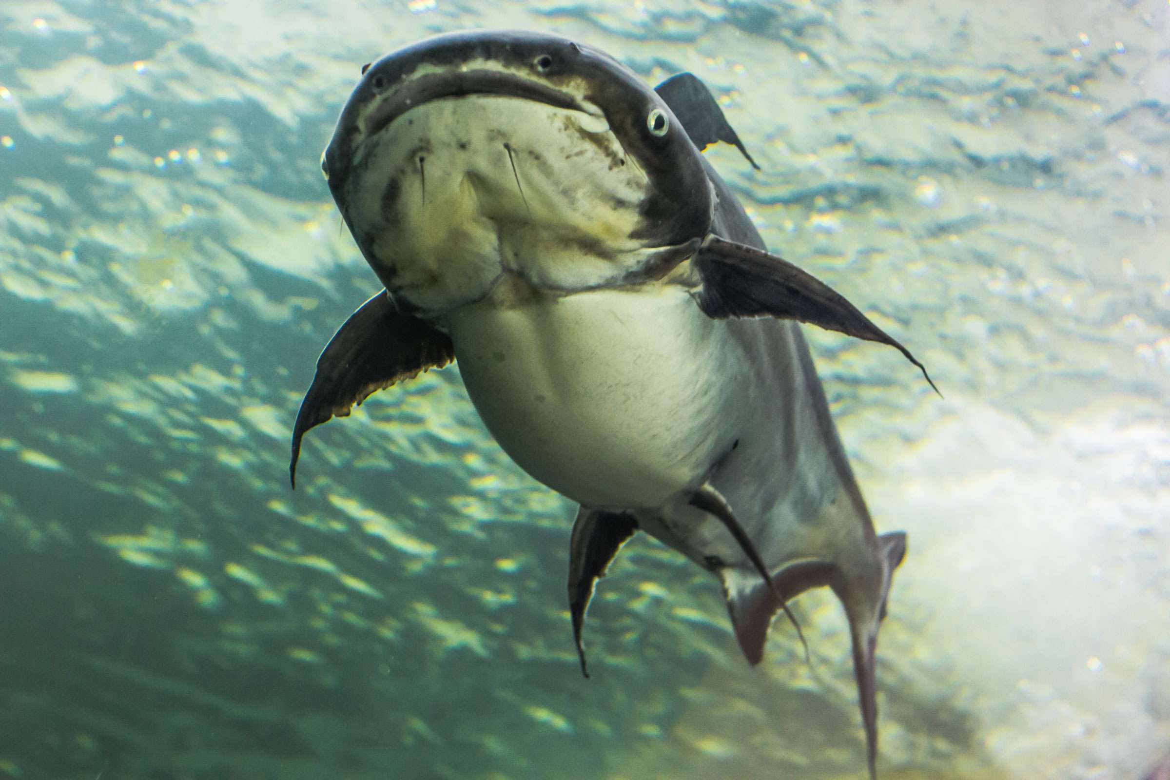 Mekong Giant Catfish (Pangasianodon gigas)