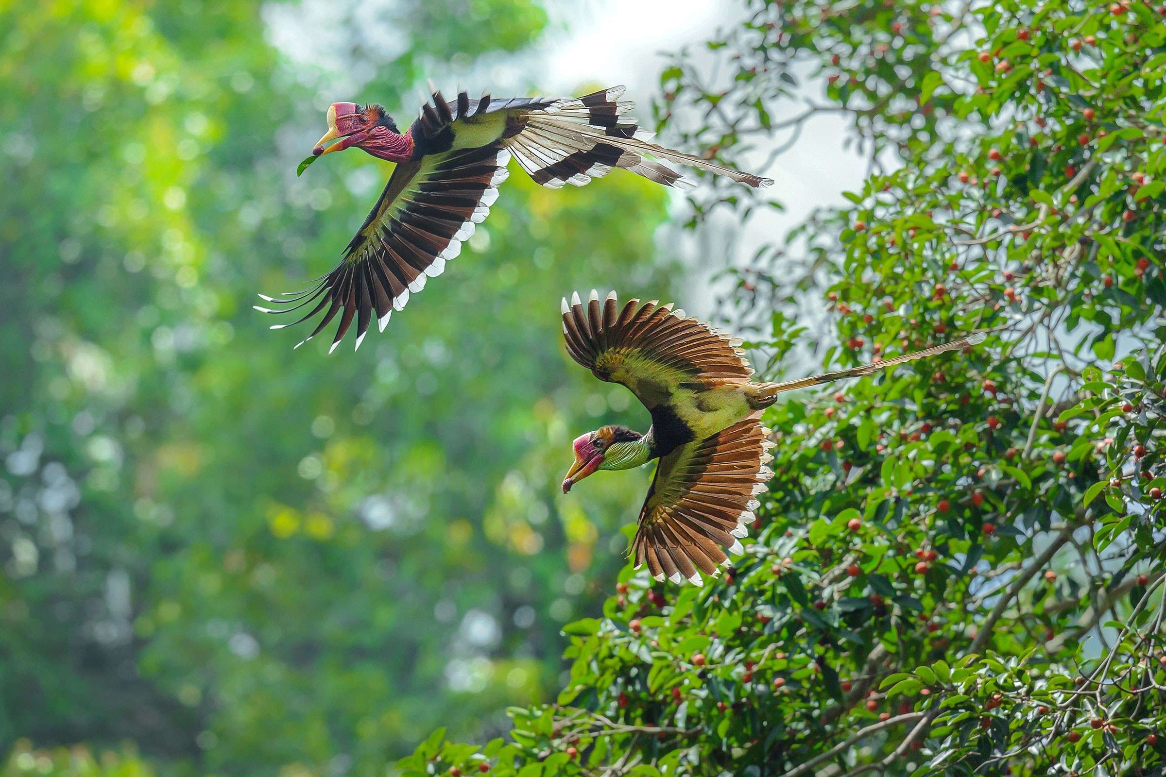 Helmeted Hornbill (Rhinoplax vigil)