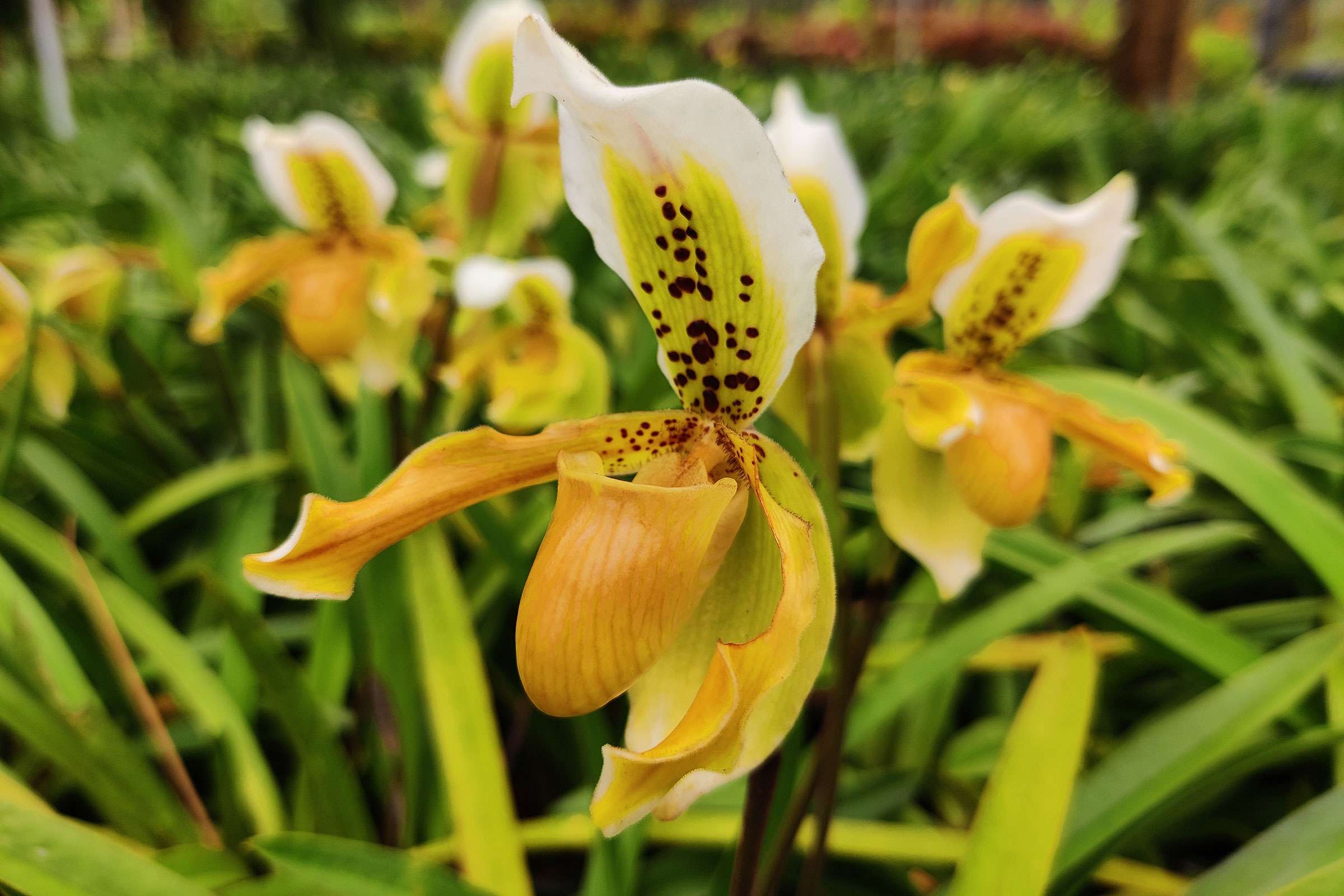 Orchid - Paphiopedilum exul