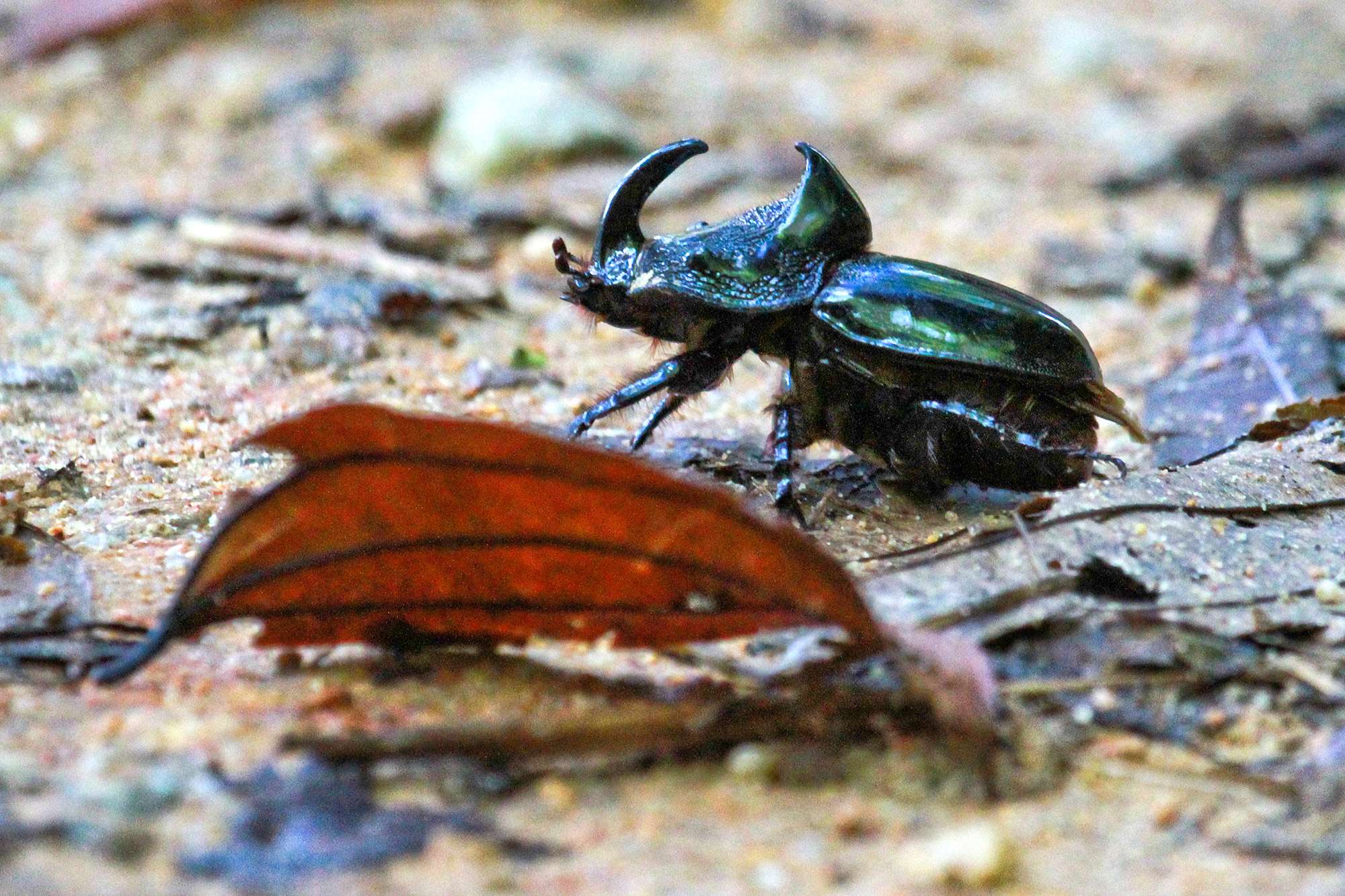 A big black Beetle