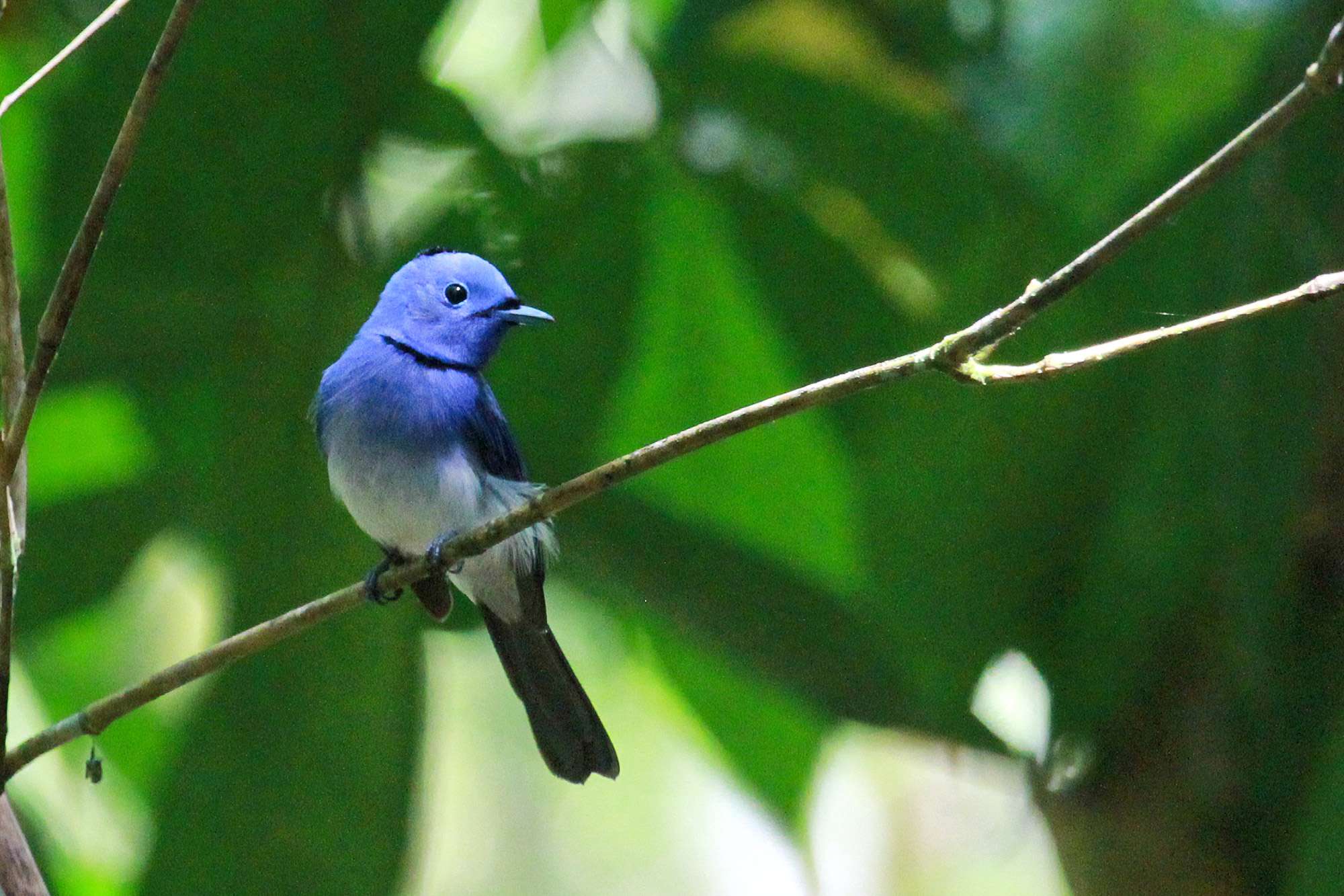 Asian fairy-bluebird