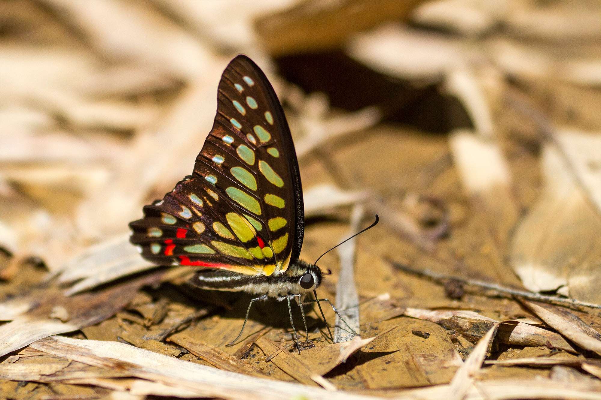 Butterfly seen after a shower during the rainy season in Thailand