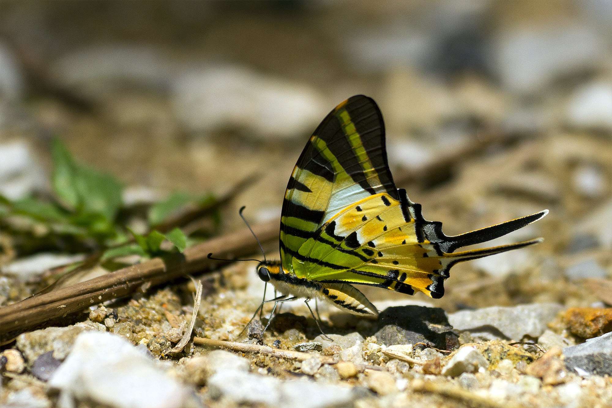 Beautiful butterfly found in the Khao Sok national park